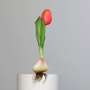 Künstliche Tulpe, aus Zwiebel gewachsen 17 cm, pink