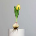 Künstliche Tulpe, aus Zwiebel gewachsen 17 cm, gelb