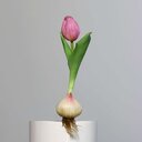 Künstliche Tulpe, aus Zwiebel gewachsen 17 cm, lila