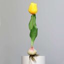 Künstliche Tulpe, aus Zwiebel gewachsen 25 cm, gelb