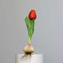 Künstliche Tulpe, aus Zwiebel gewachsen 17 cm, rot