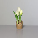 Künstliche Tulpe mit drei Knospen im Papierbeutel 19 cm, weiß
