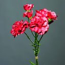 Nelken-Pick, künstlich 30 cm, rot