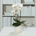 Orchidee Phalaenopsis in weißem Keramiktopf 33 cm, cream