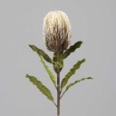 Protea, fein, künstlich 65 cm, cream