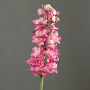 Rittersporn 82 cm, rose